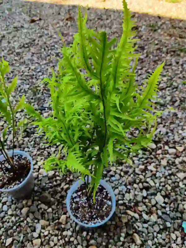 Phymatosorus scolopendria yellow fern SP - Rare