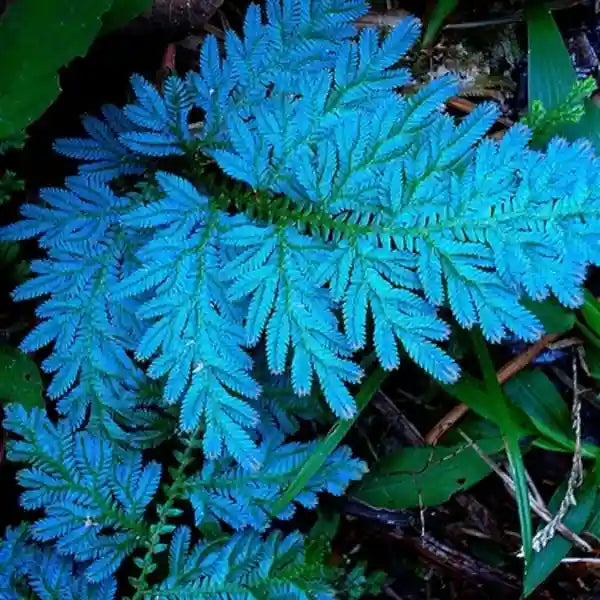Blue Peacock Fern, Selaginella Willdenowii, Selaginella uncinata - Very Rare