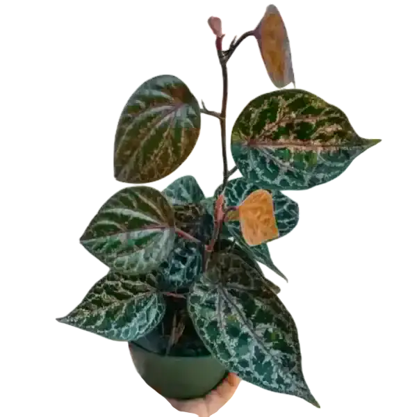 Piper Ornatum, Piper Crocatum "Red Betel Leaf" - Rare