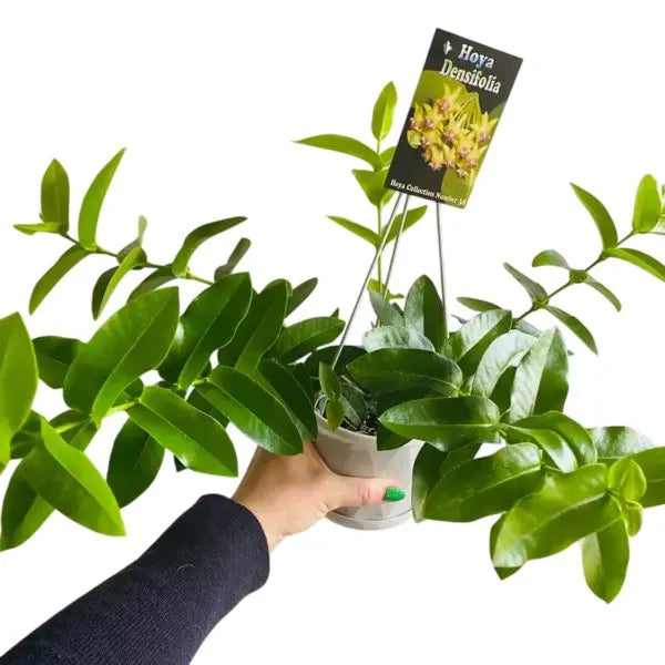 Hoya Densifolia - Yellow Flower