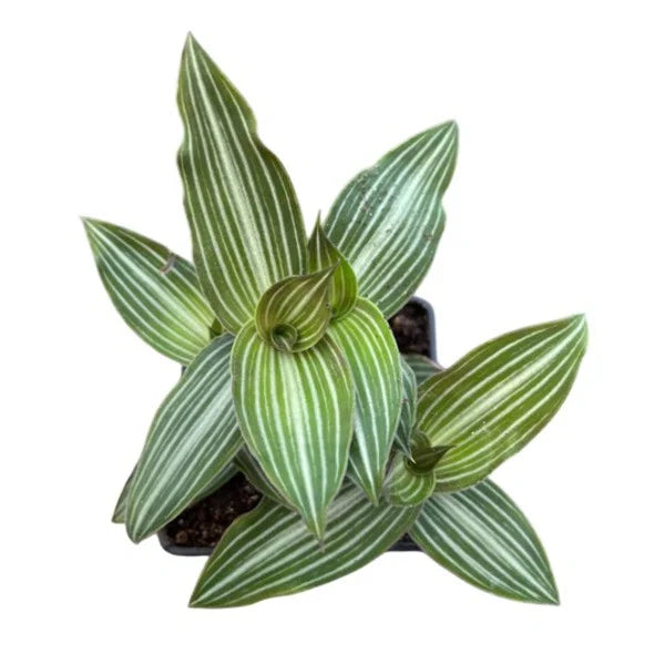Tradescantia Tiana
