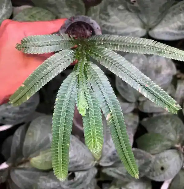 Selaginella Speciosa - Rare