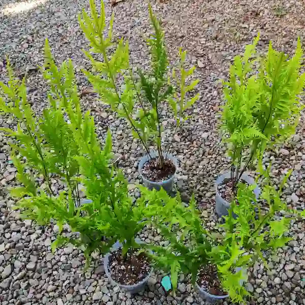 Phymatosorus scolopendria yellow fern SP - Rare