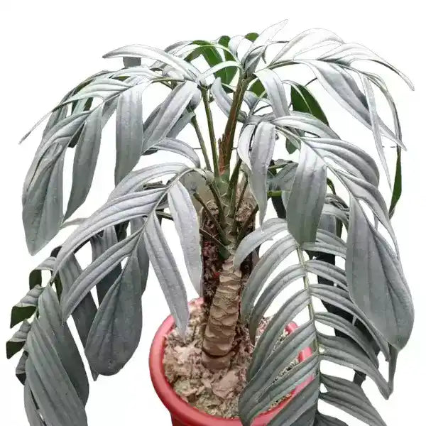 Rhaphidophora Tenuis Silver - Rare
