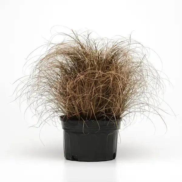 CAREX – BRONCO (GRASS) - Rare