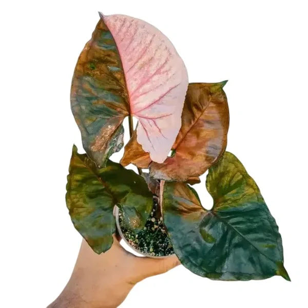 Syngonium Strawberry Ice - Rare