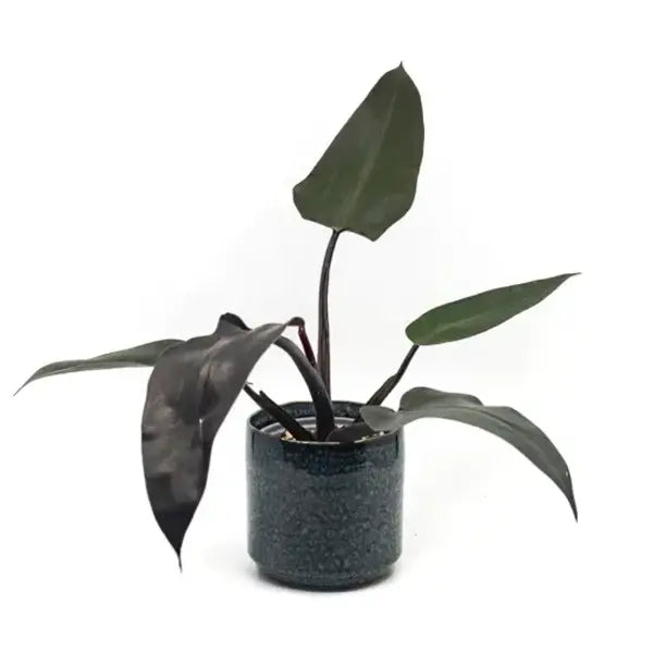 Philodendron Black Majesty