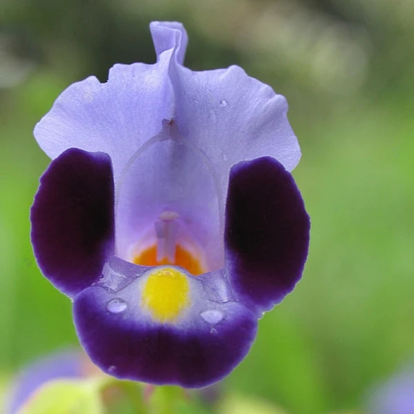 Torenia Fournieri Plant- Little Kiss Violet