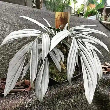 Rhaphidophora Tenuis Silver - Rare