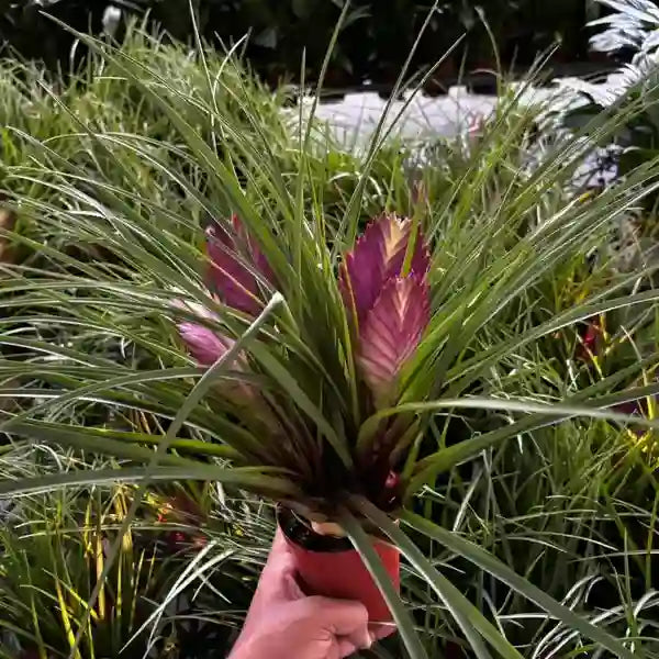 Pink Quill Wallisia Cyanea- Airplant - Multiple Shoots