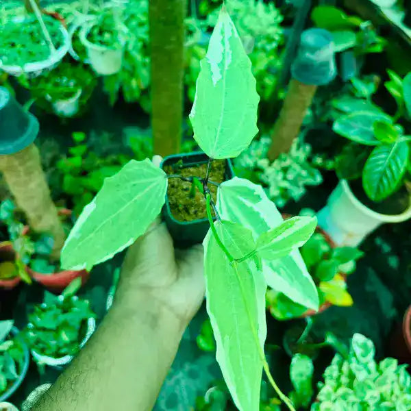 Thunbergia Variegated, Bengal Clock Vine, Blue Sky Vine 'Variegata' (Thunbergia grandiflora) - Rare