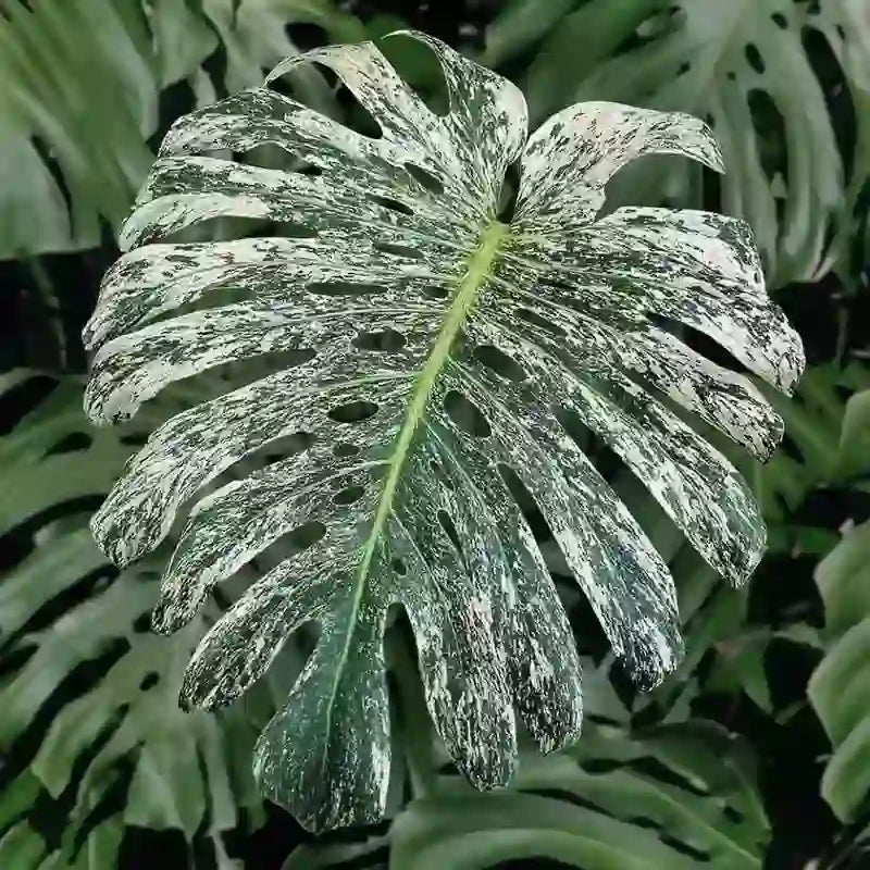 Monstera Deliciosa White (Double shoot plants)