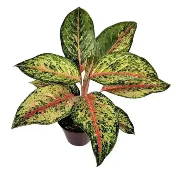 Aglaonema 10 Karat Plant