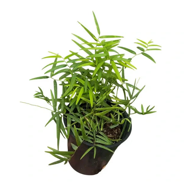 Creeping Bamboo - Climbing Bamboo Plant - Rare