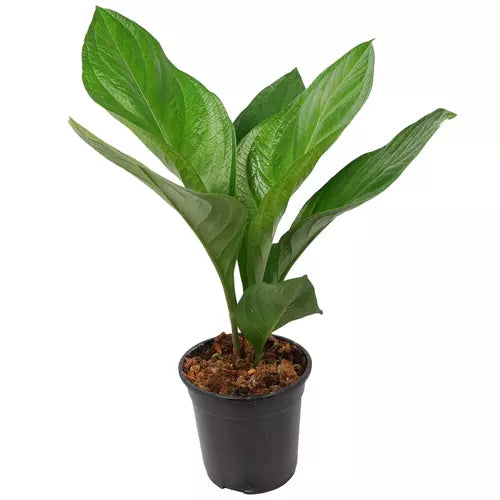 Anthurium Jenmanii- Rare