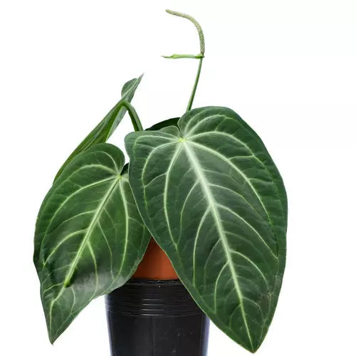 Anthurium Villenaorum- Rare