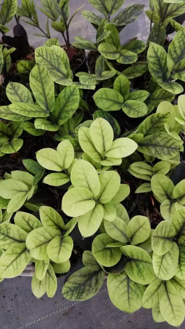 Black zz Aurea- Rare