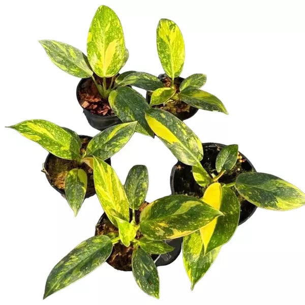 Philodendron Green Congo Hybrid Variegated