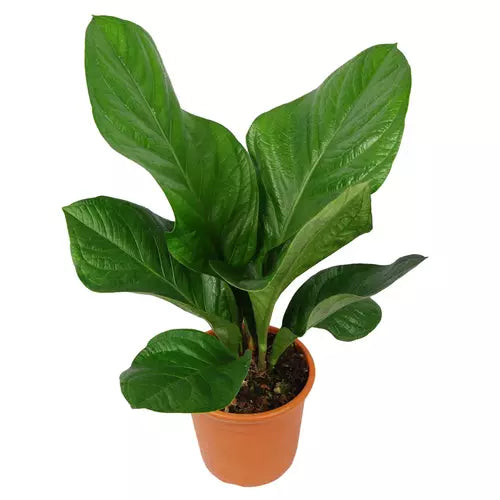 Anthurium Jenmanii- Rare