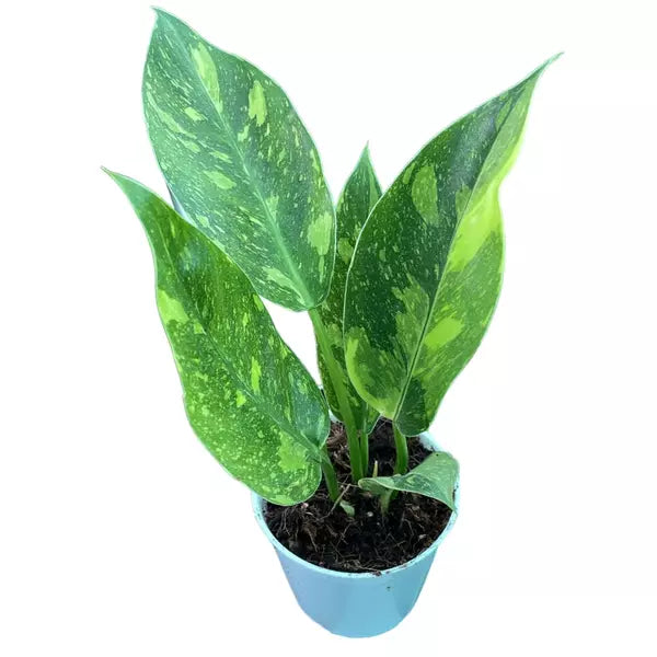 Philodendron Green Congo Hybrid Variegated