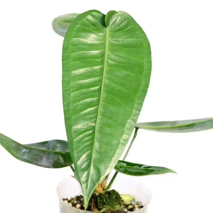 Anthurium Timplowmanii- Rare