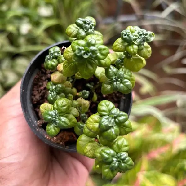 Bubble Plant
