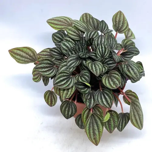 Peperomia Albovittata ‘Piccolo Banda’
