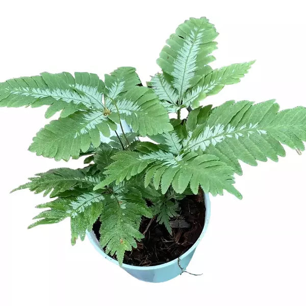 Pteris argyraea – Silver Brake Fern - Super Rare