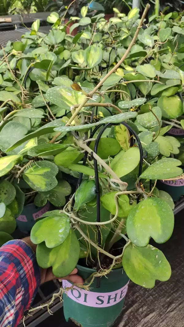 Hoya Kerrii 'Variegated' - Big Bushyplant