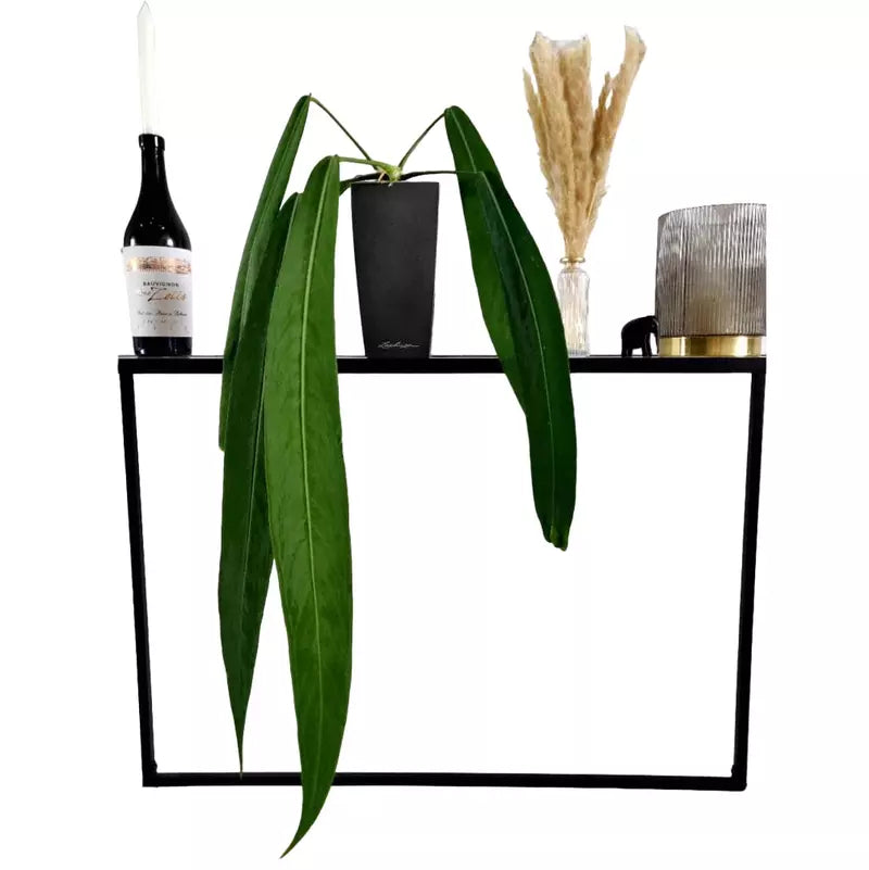 Anthurium Pallidiflorum - Rare