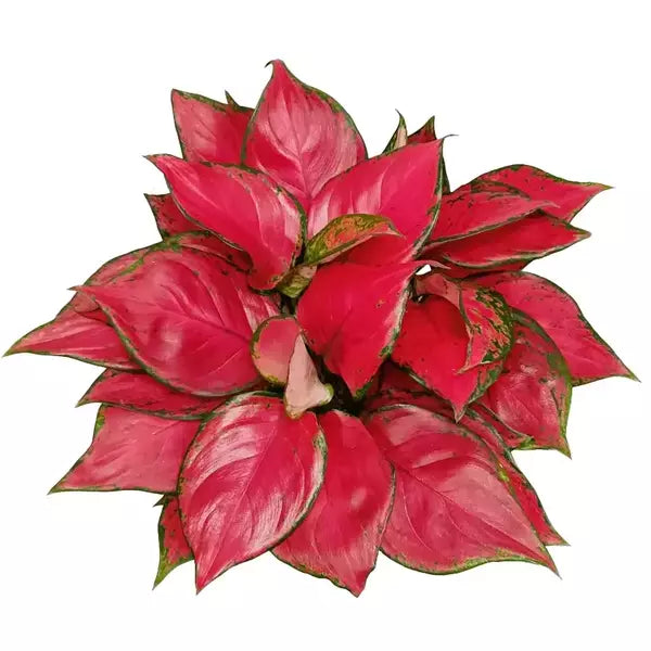Aglaonema Rich Red - Bushy Plant