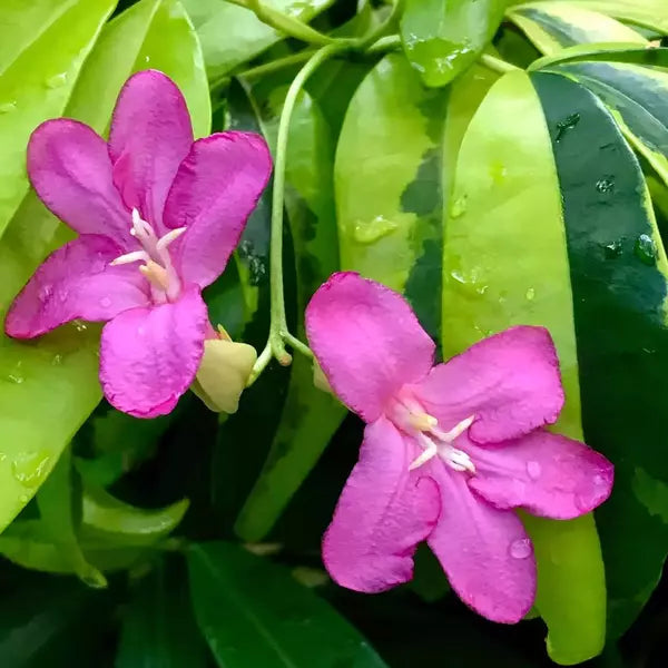 Ravenia lemonia Spectabilis Variegated Plant