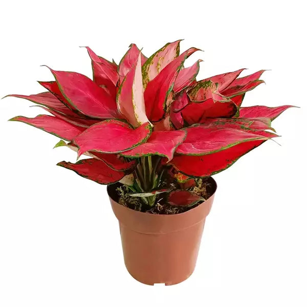 Aglaonema Rich Red - Bushy Plant