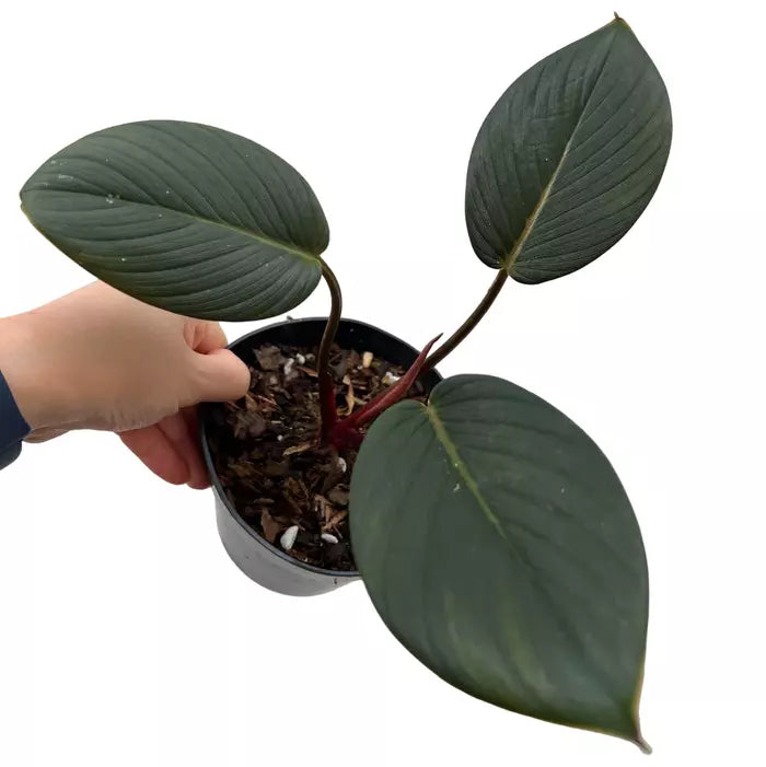 Homalomena Red Sp Sumatera - Rare