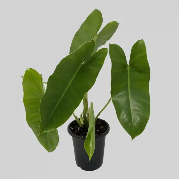 Philodendron Burle Marx Plant