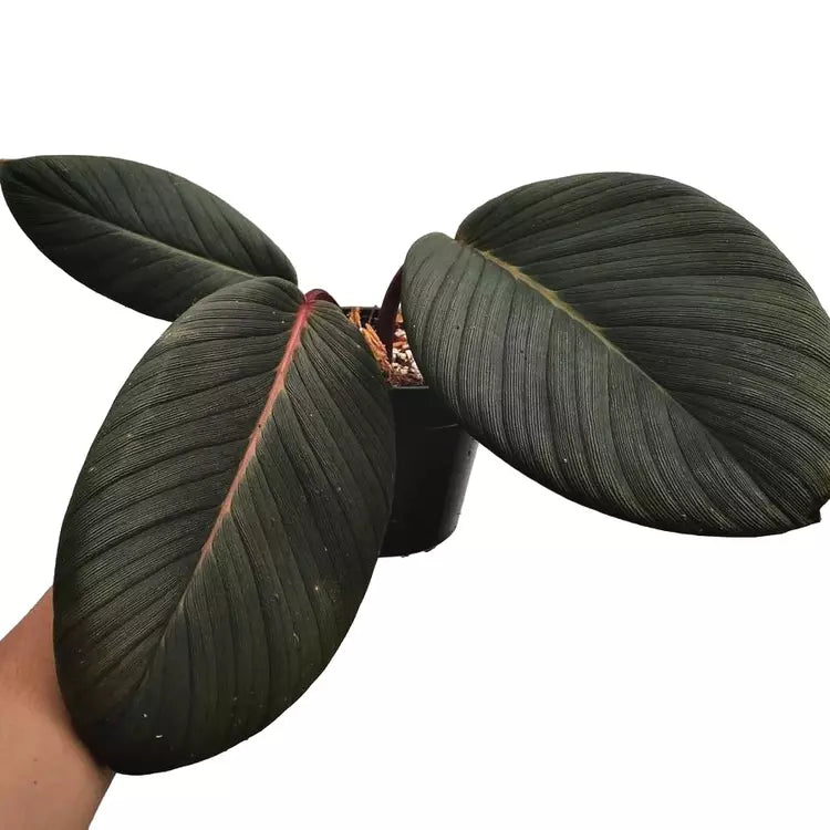 Homalomena Red Sp Sumatera - Rare