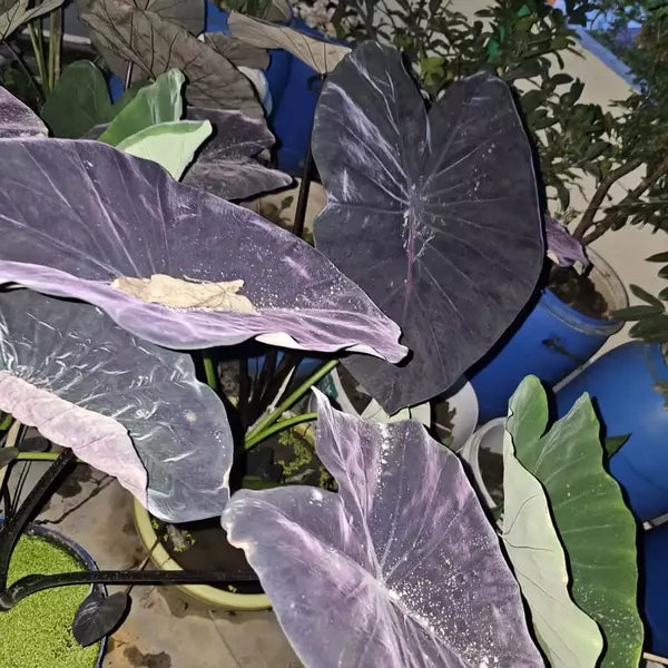 Colocasia Violet Fantasy - Super Rare