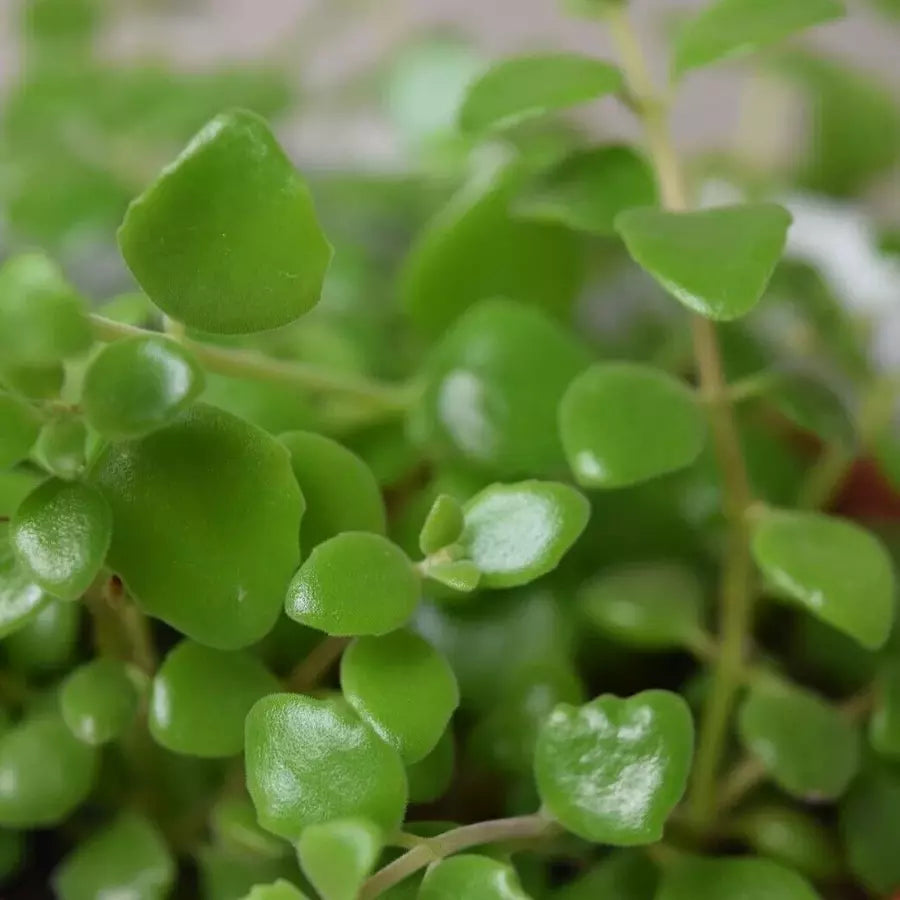 Tangled Heart Plant