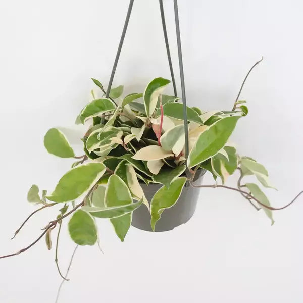 Hoya Carnosa Variegated - Rare