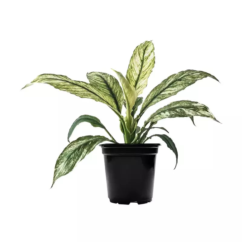 Peacelilly Jessica | SPATHIPHYLLUM SENSATION VARIEGATA