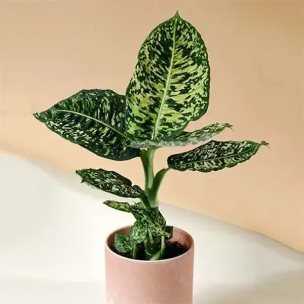 Dieffenbachia Reflector