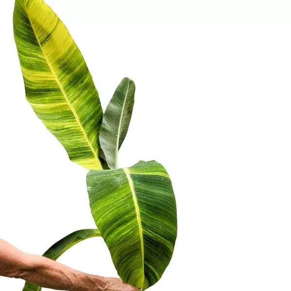 MUSA BANANA " ICE CREAM VARIEGATED- Rare