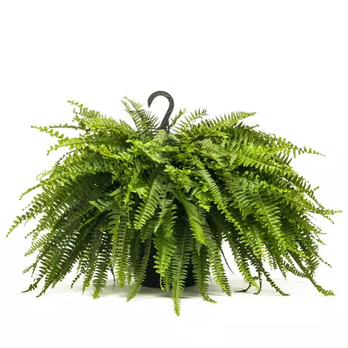 Boston fern, Nephrolepis Exaltata