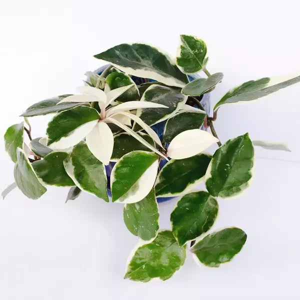 Hoya Carnosa Variegated - Rare