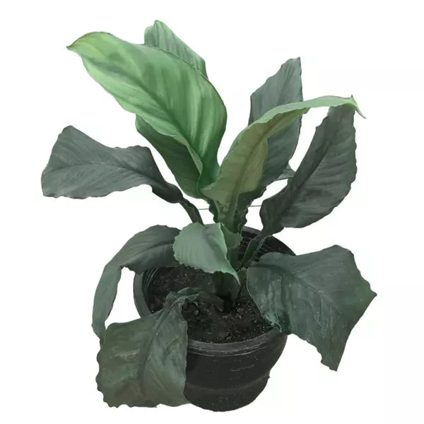 Bongo Bongo Peace Lily | Peace Lily Black - Rare