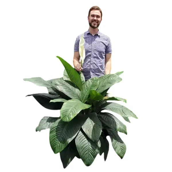 Spathiphyllum Peace Lily Hybrid