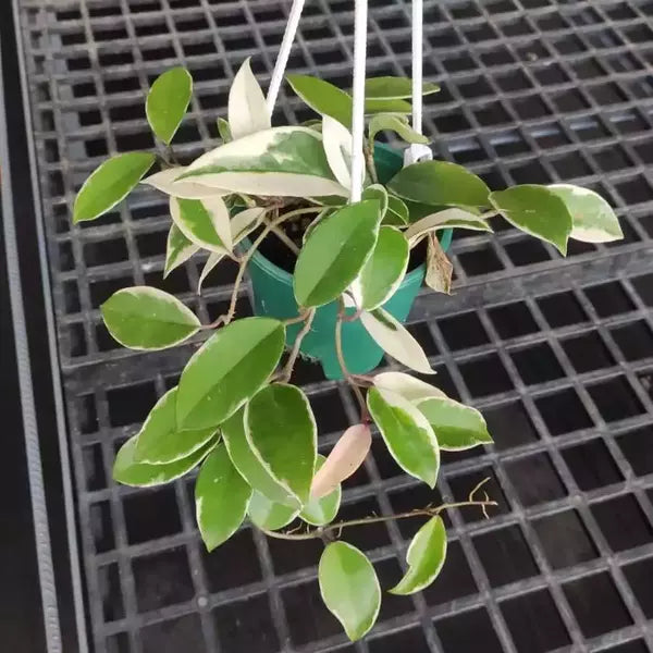 Hoya Carnosa Variegated - Rare
