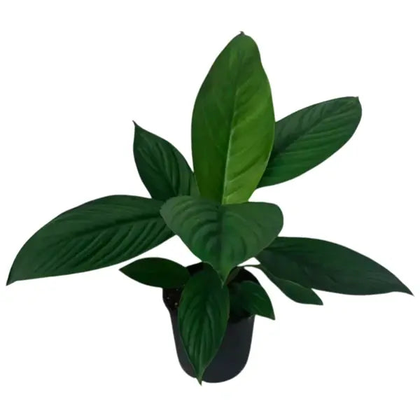 Spathiphyllum Peace Lily Hybrid