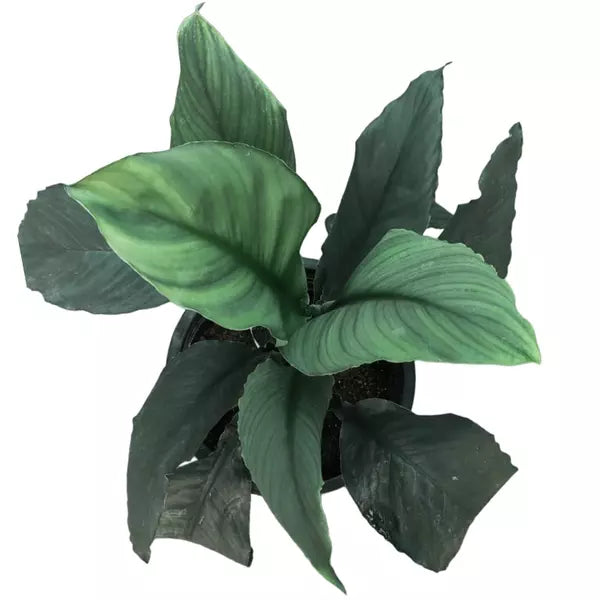 Bongo Bongo Peace Lily | Peace Lily Black - Rare