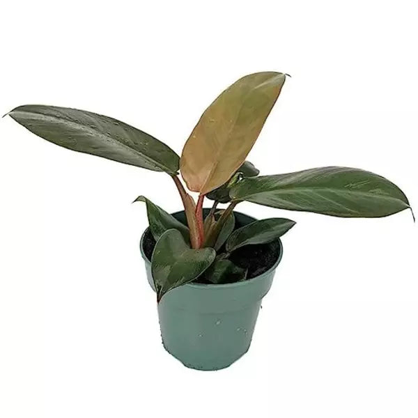 Philodendron Black Cardinal - SMALL